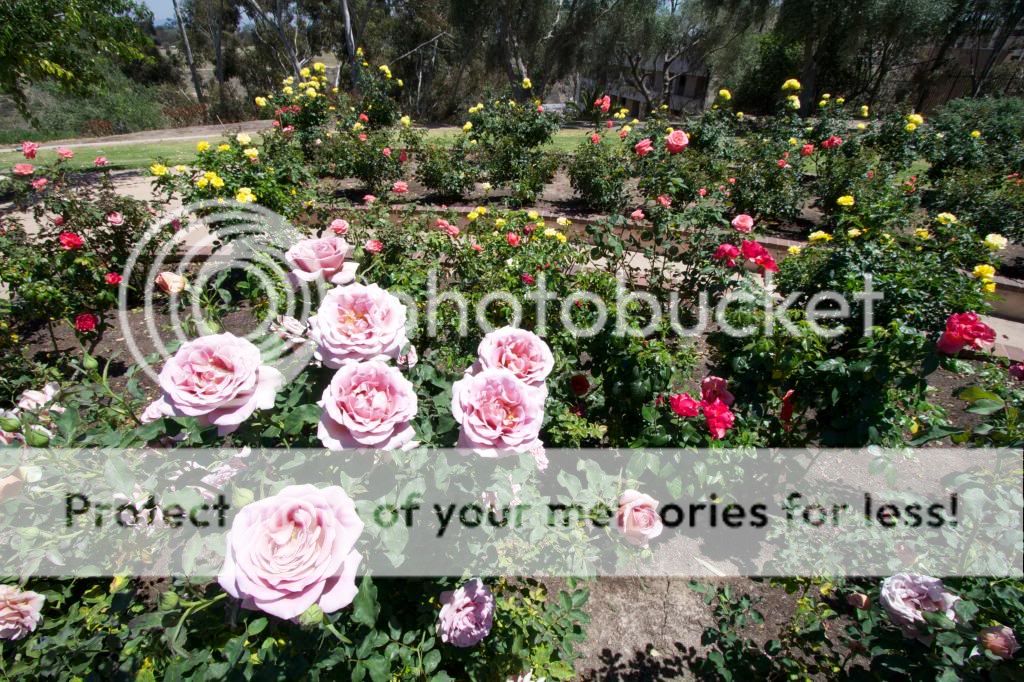 photo IMG_0925_zps0d86f632.jpg